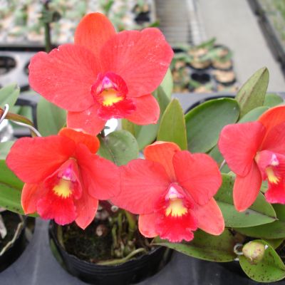Cattleya Bright Angel