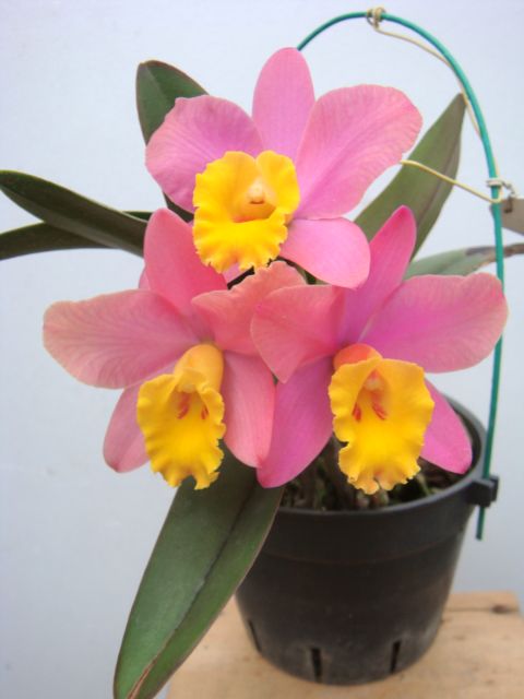 Cattleya Crystelle Smith &lsquo;N.R.&rsquo; HCC/AOS CATTLEYA ORCHIS FLORICULTURING INC.