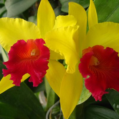 Rhyncholaeliocattleya Alma Kee 'Timplaee' FCC/CST