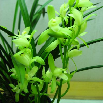 Cym. Gyokuchin M. var Sonshin ‘ORCHIS’