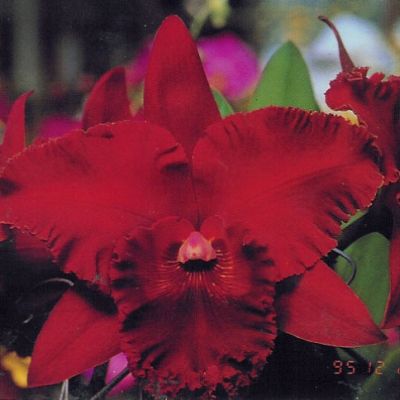 Rhyncholaeliocattleya Chia Lin 'Bau Chin Tian' FCC/OSROC