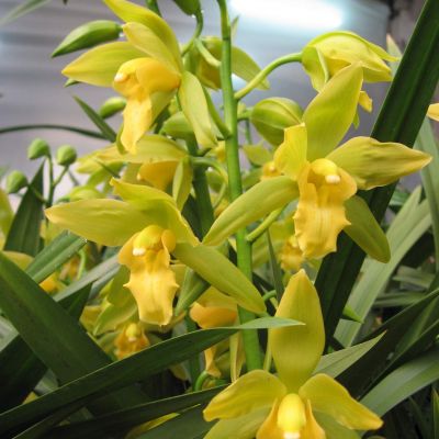 Cym. Maureen Carter ‘China Dragon’