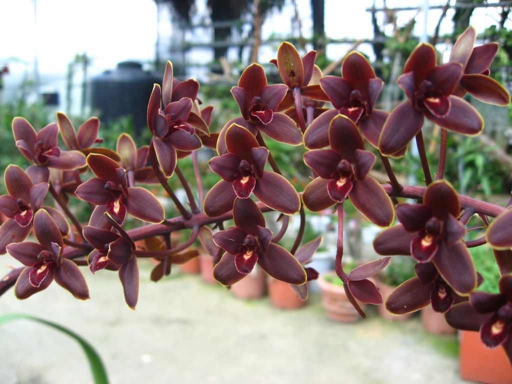 希少 地性蘭　シンビジウム　リトルブラックサンボ　Cym.Little Black Sambo シンビジューム オーチス農業開発会社（株）