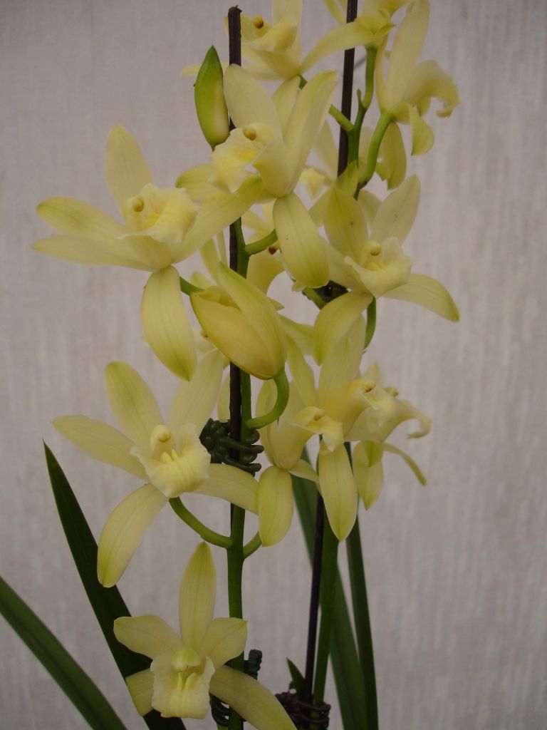 シンビジューム オーチス農業開発会社（株）