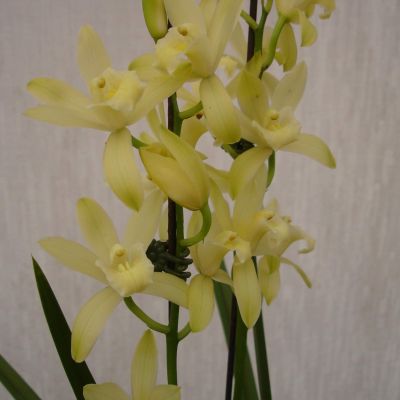 シンビジューム オーチス農業開発会社（株）