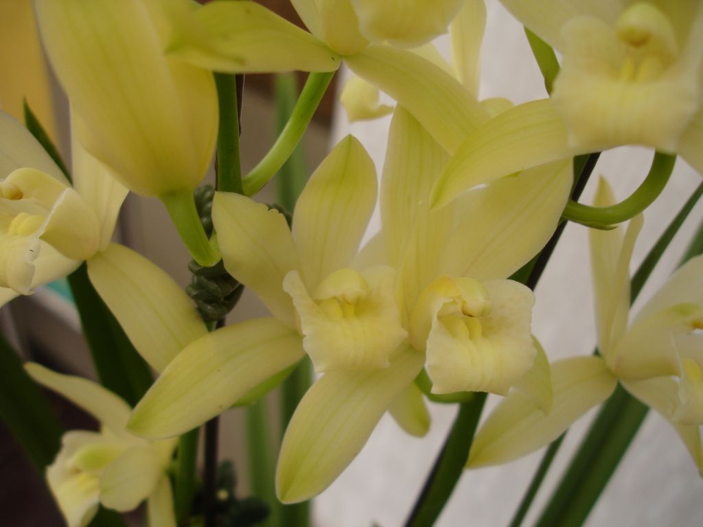 シンビジューム オーチス農業開発会社（株）