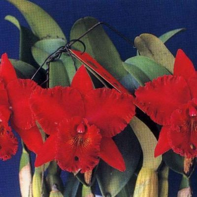 Rhyncholaeliocattleya Chia Lin 'Shin Shyh' SM/JGP 96