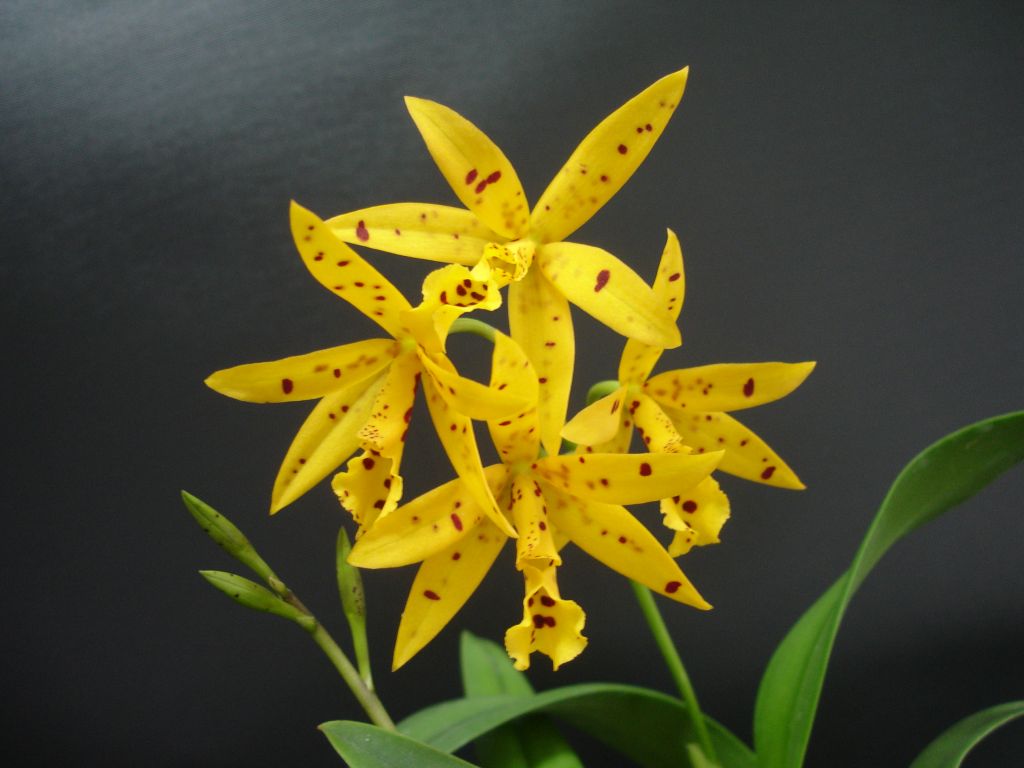 Brassocatanthe Sun Mei Gold 'ORCHIS' CATTLEYA ORCHIS FLORICULTURING INC.