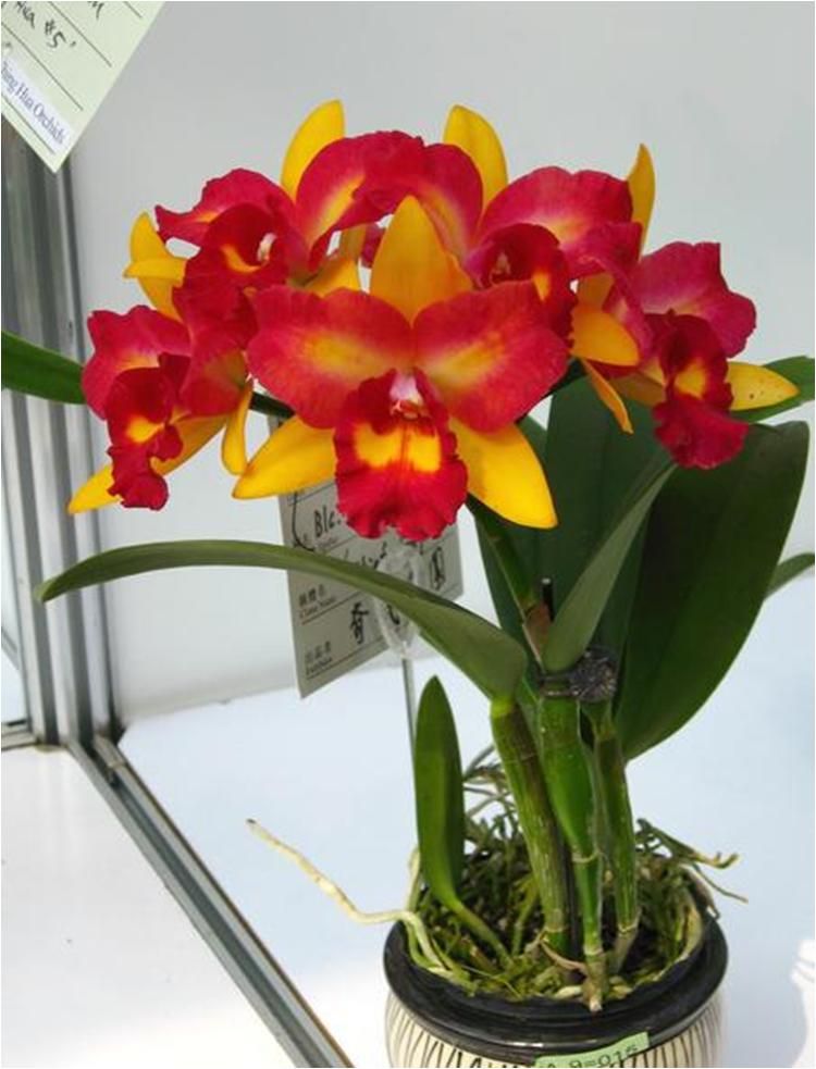 Rhyncattleanthe Chief Flora 'Spring' CATTLEYA ORCHIS FLORICULTURING INC.