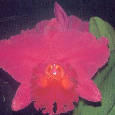 Rhyncholaeliocattleya Amy Wakasugi 'Pai Tong'