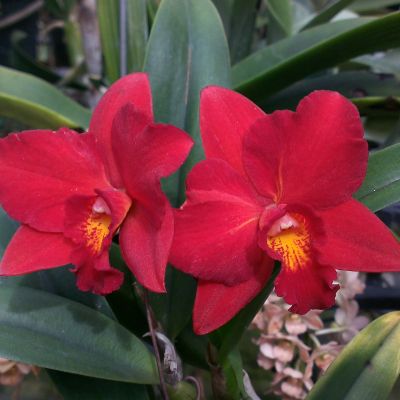 Rhyncattleanthe Taiwan Red Elf = Rhyncattleanthe Burana Angel x Rhyncattleanthe Angel Kiss 