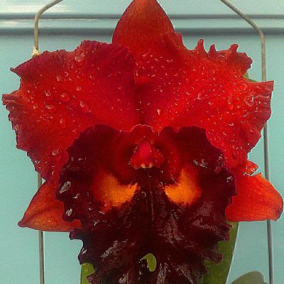 Rhyncholaeliocattleya Chief Emperor 'ORCHIS'