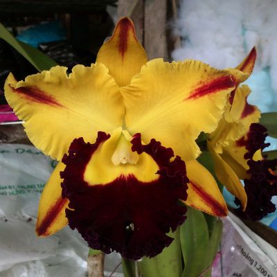 Rhyncholaeliocattleya (Tainan Gold x Golden Peacock) 'ORCHIS'