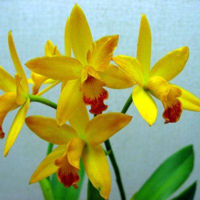 Cattlianthe Maricana x Slc. Orglade's Early Harvest (Hybrid)