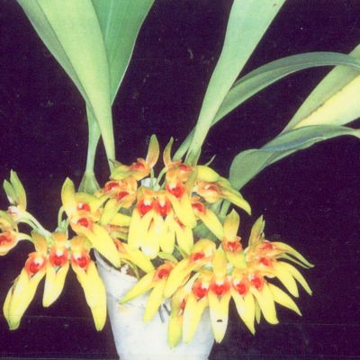 Bulb. Graveolens