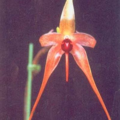 Bulb. Echinolabium