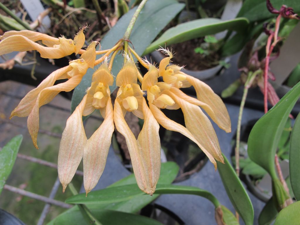 ［洋蘭原種］Bulb. ankylochele IOSPE PHOTOS