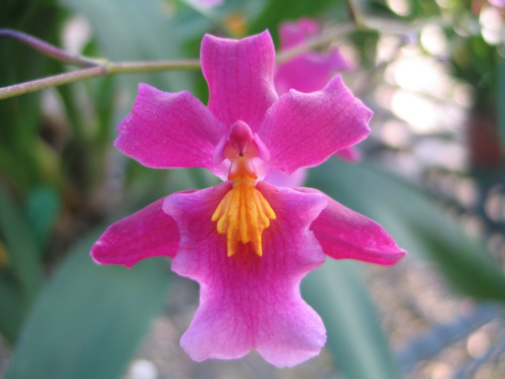 tahitian dancer 文心兰 长颍外销
